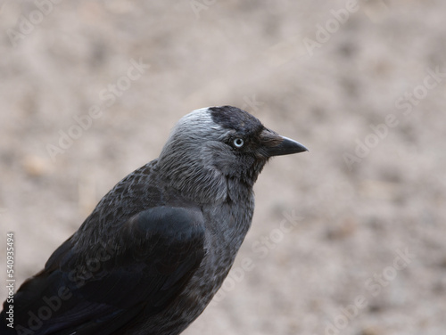 portrait of a jackdaw in the wild