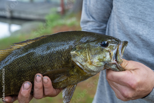 Bass being held by fishermen with dirty hands. High quality photo of a blue-collar worker holding a bass he just caught. 