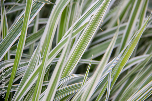Canvas Print Beautiful grass leaves of holcus mollis albovariegatus as a natural background