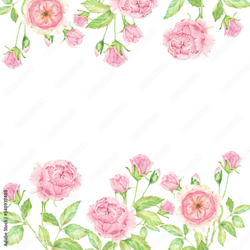 watercolor beautiful English rose flower bouquet garden square