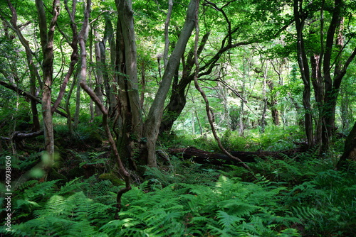 old trees and vines in wild forest