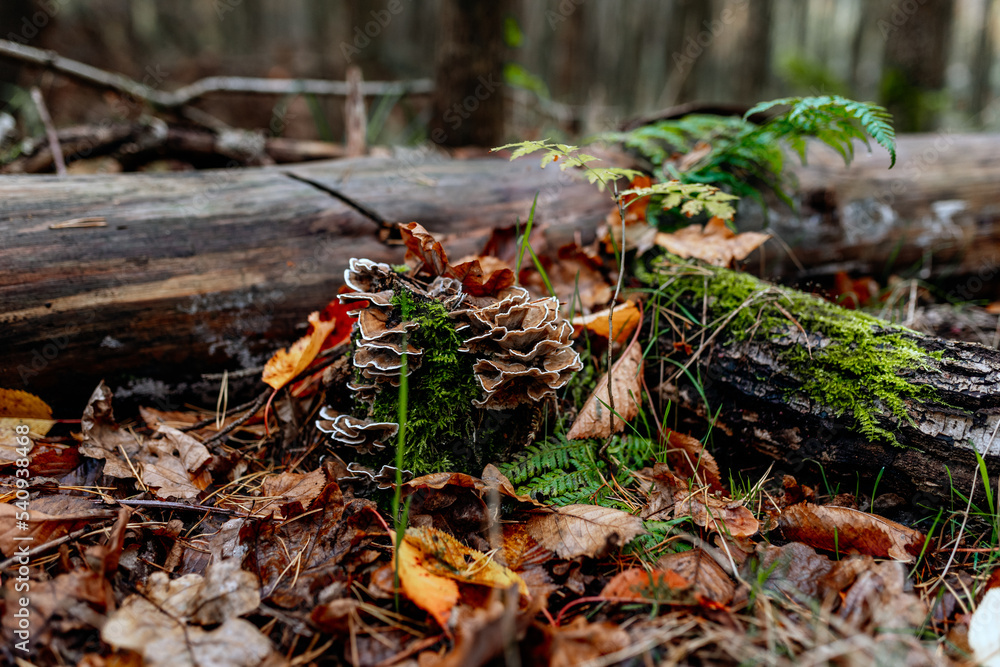 autumn climate in the forest