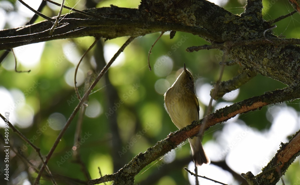 Obraz premium Oiseau sur branche