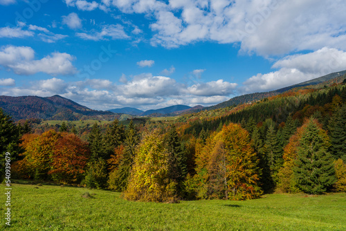Fototapeta Naklejka Na Ścianę i Meble -  Beautiful autumn forest in the Carpathian mountains on a sunny autumn day on the Synevyr Pass ridge and blue sky background. Ukraine
