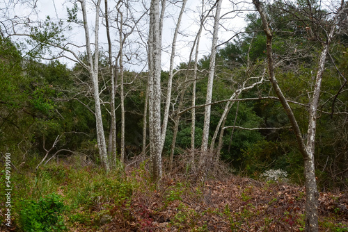 Trees along Hot Springs Trail, Montecito, California