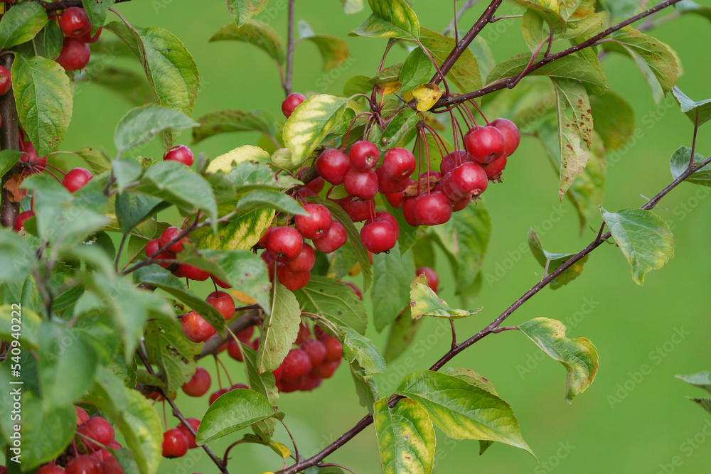 Obraz premium Zierapfel