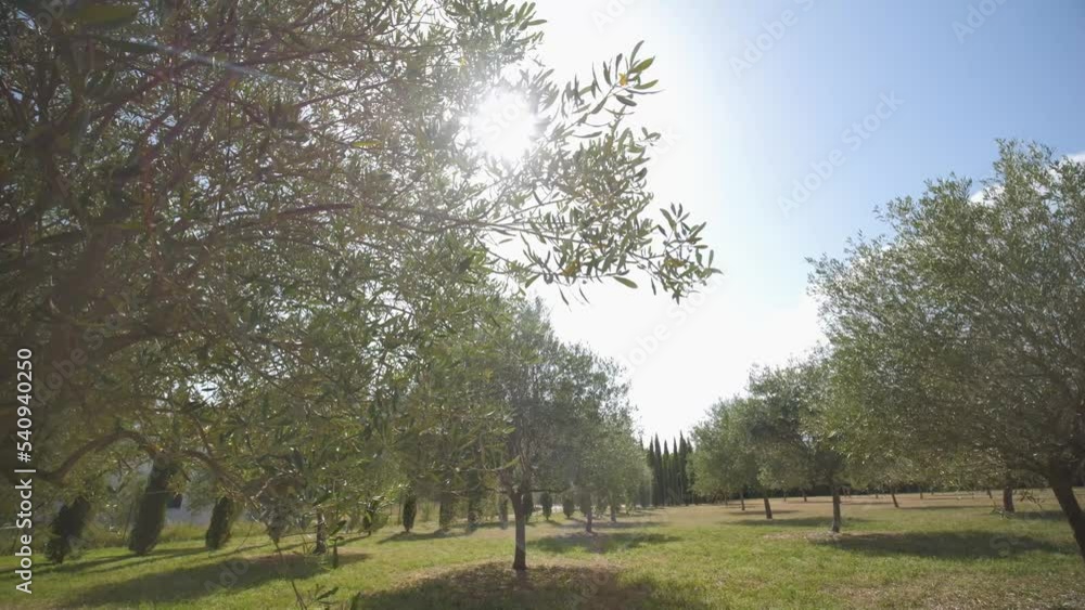 Rotating plane in an olive grove in the south of France Rotating plane in an olive grove in the south of France