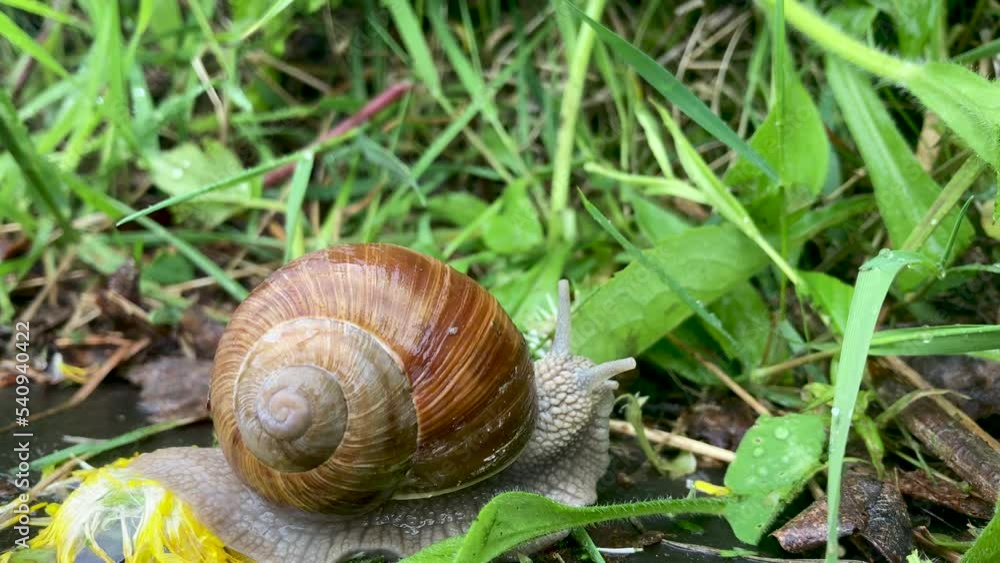 Acetic snail on a green leaf slowly crawled out of its shell and pushes its horns on its head. Acetic snail on a green leaf slowly crawled out of its shell and pushes its horns on its head.