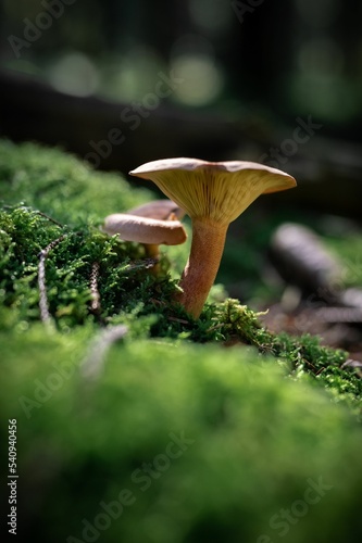 Vertical closeup of the Lactarius camphoratus, Candy cap on themoss. photo