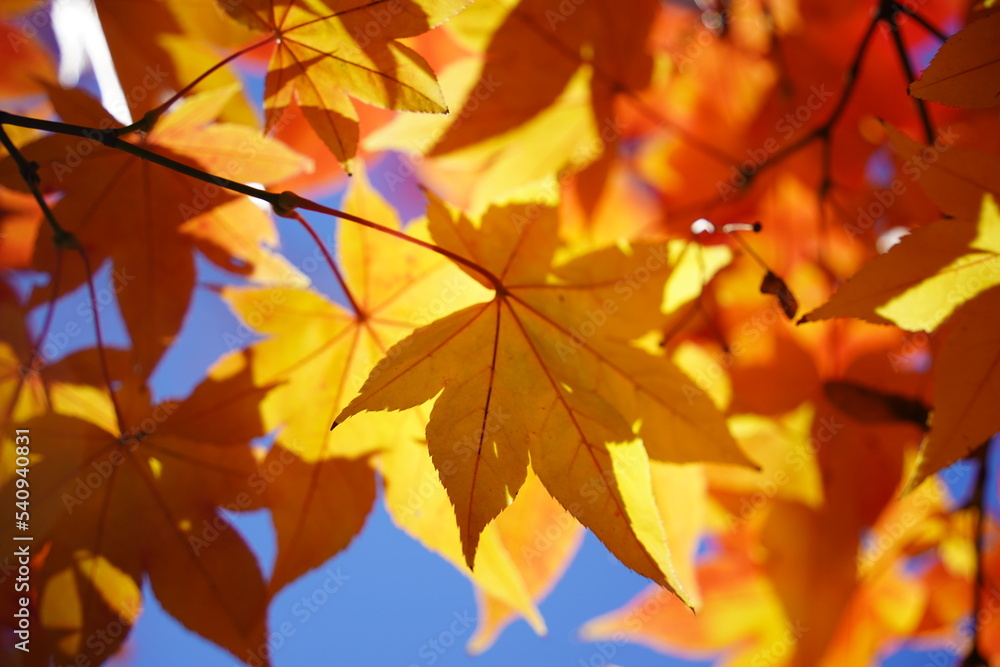 青空と紅葉している葉っぱが影になる