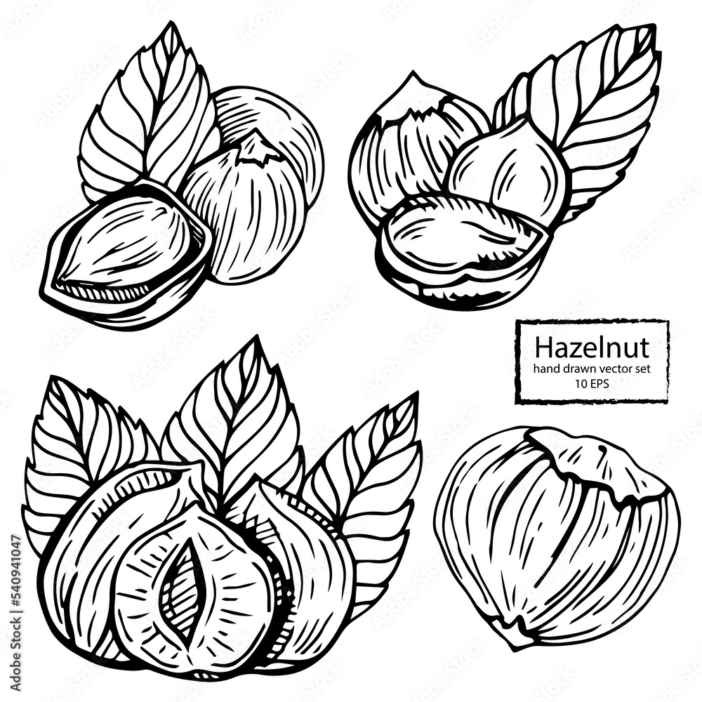 Hazel nut set. Isolated flat hazelnut in shell and peeled with leaves sketch icons. Natural healthy hazel nut organic food collection. Vegetarian diet snack vector illustration Hazel nut set. Isolated flat hazelnut in shell and peeled with leaves sketch icons. Natural healthy hazel nut organic food collection. Vegetarian diet snack vector illustration