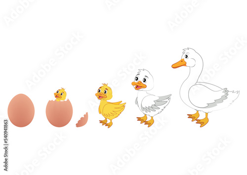 Duck Evolution. Vector Illustration of Duck Evolution. Egg, duckling, duck