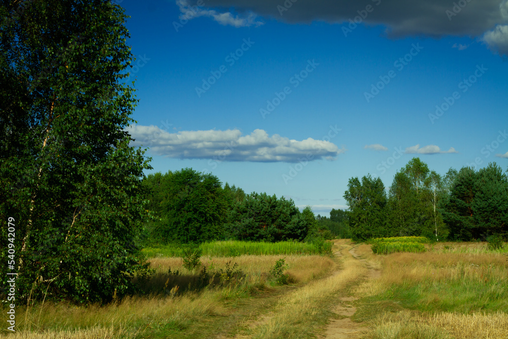 landscape with trees and blue sky and neverending footpath in summertime