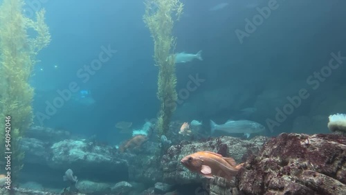 Oceanic Fish Tank Big Fish Passing By Camera. Big fish passing close to camera in a big aquarium of ocean life.  photo