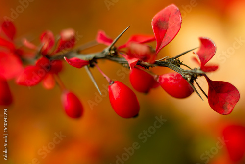 lush red berberis fruits ripe on a bush in early autumn