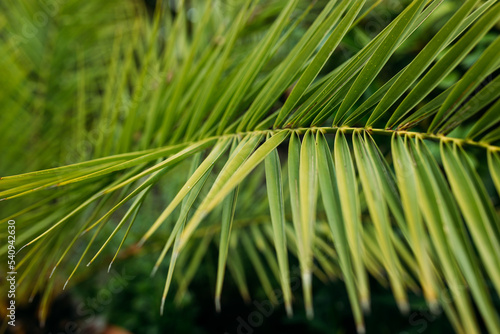 Tropical jungle palm foliage background. Beauty in tropical nature banner for wallpaper  travel or vacation