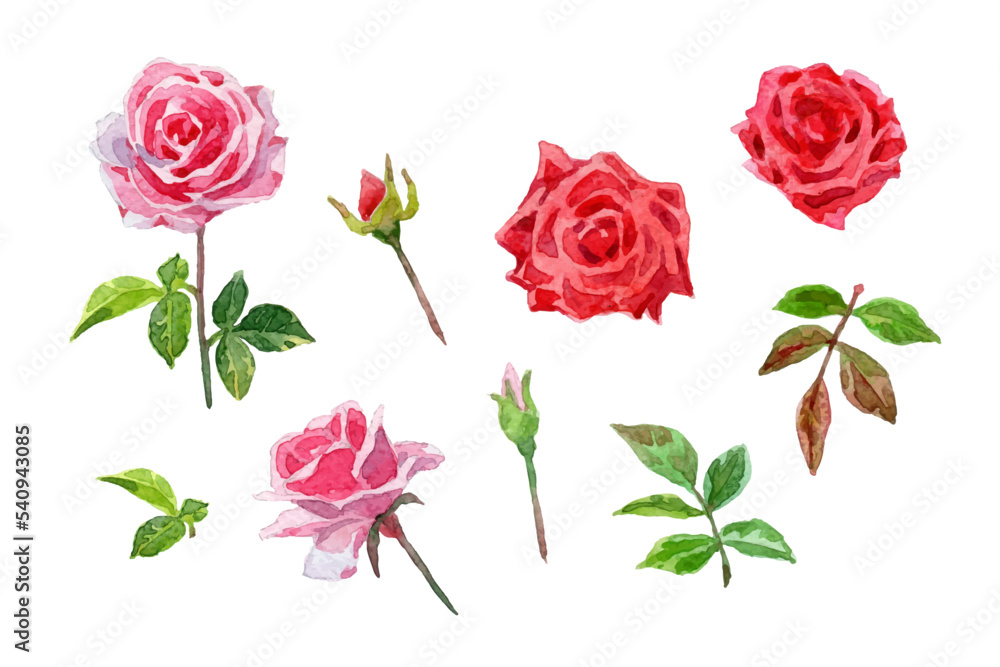 Watercolor pink roses and leaves collection Watercolor pink roses and leaves collection
