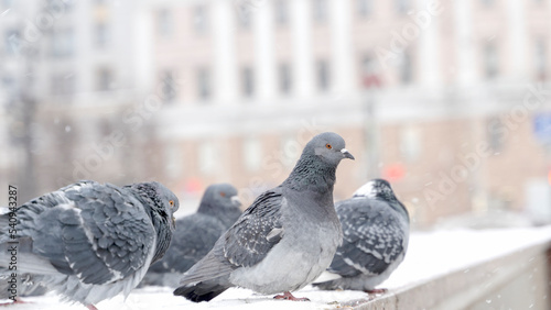 pigeons walk in the snow in winter, freeze from the cold in the cold during a blizzard