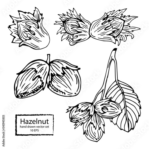 Hazel nut set. Isolated flat hazelnut in shell and peeled with leaves sketch icons. Natural healthy hazel nut organic food collection. Vegetarian diet snack vector illustration