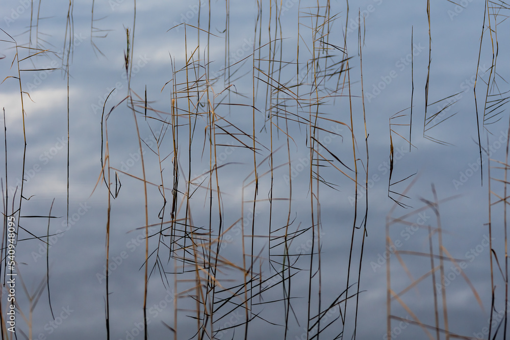 Fototapeta premium Background from golden straws of grass and the sky mirroring in calm and shiny water