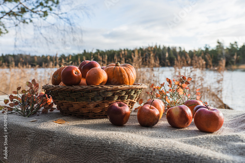 A beautiful basket with pumpkins and apples on the table covered with a canvas tablecloth. Autumn still life on the background of a lake with reeds.