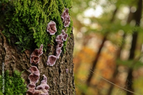 Violetter Knorpelschichtpilz (Chondrostereum purpureum) photo