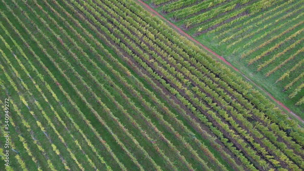 Vineyard at sunrise after harvest. Colorful autumn leaves. Vineyard at sunrise after harvest. Colorful autumn leaves.