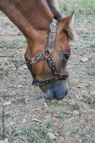 Horse grazing in the pasture at a horse farm in Greece