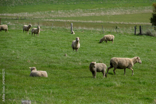 Sheep at Blackwood in Country Victoria, Australia
