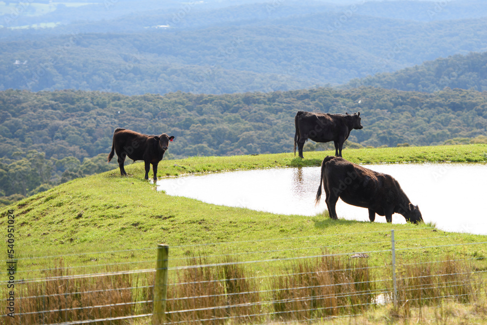 Cows in Blackwood, Country Victoria Australia Cows in Blackwood, Country Victoria Australia