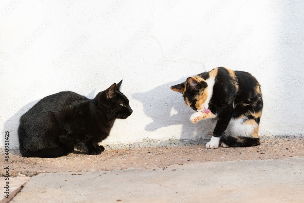 black cat and tricolor cat sunbathe on the sidewalk while the sunset light gives them