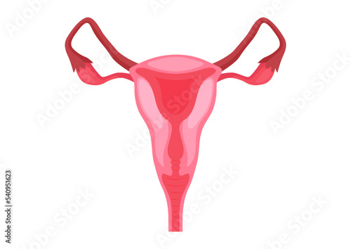 Female reproductive systems on a white background. Vector illustration of female reproductive systems