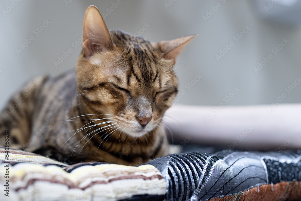 Cute European cat sleeping on soft bed Cute European cat sleeping on soft bed