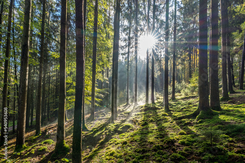 Sonnenstrahlen im Wald © Michael
