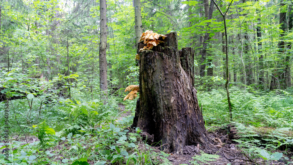 Mushrooms growing on a tree trunk in the forest Mushrooms growing on a tree trunk in the forest