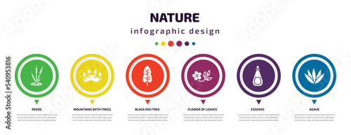 nature infographic element with icons and 6 step or option. nature icons such as reeds, mountains with trees, black ash tree, flower of leaves, essence, agave vector. can be used for banner, info