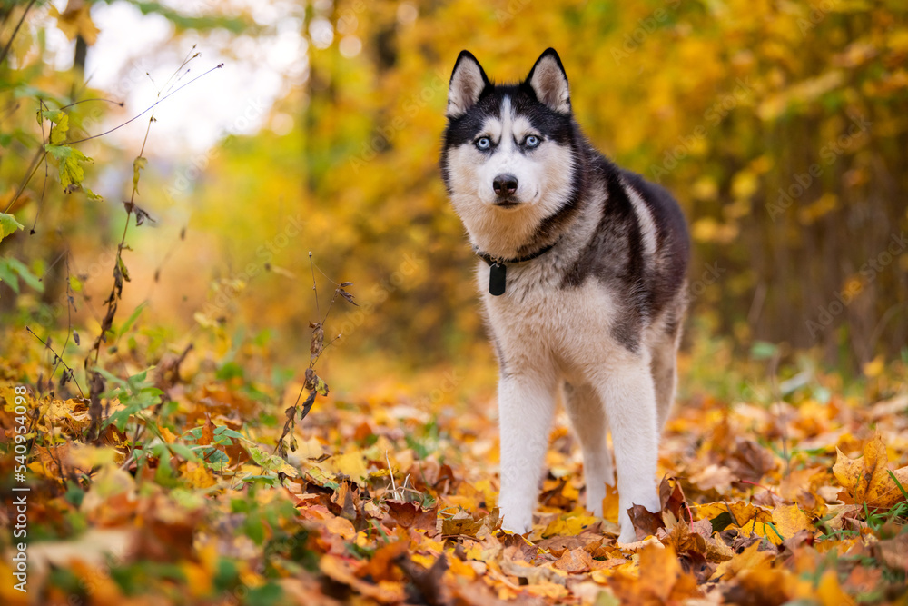 A blue-eyed black-and-white Siberian Husky stands in yellow leaves in an autumn park A blue-eyed black-and-white Siberian Husky stands in yellow leaves in an autumn park