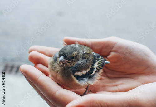 Holding a chick in the palms
