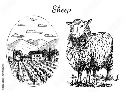 Black and white isolated vector sketch of a sheep and a rural landscape on a transparent background.