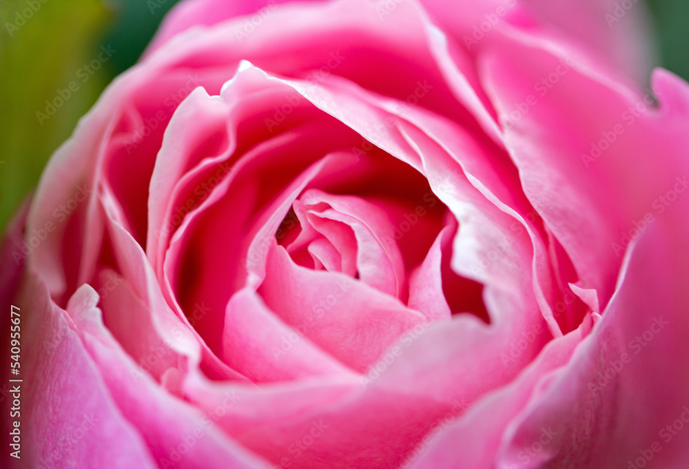 Macro photography of a pink rose blossom Macro photography of a pink rose blossom