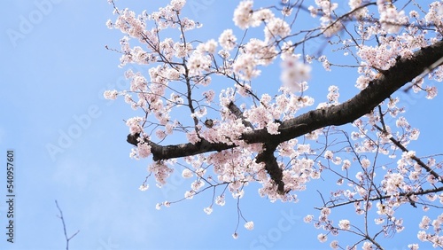 日本、桜、東京、春の風景、日本の国花、鳥