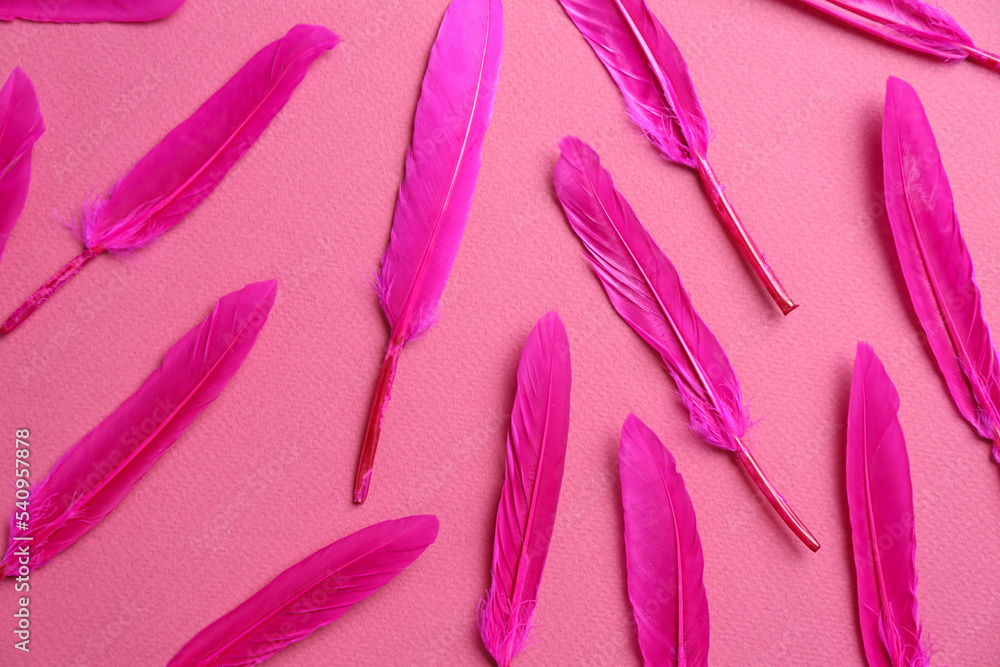 Bright beautiful feathers on pink background, flat lay