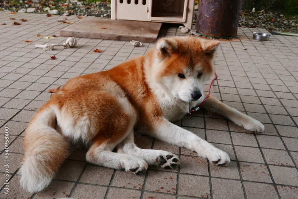The Akita dog, Akitaken is a historic dog breed of large size