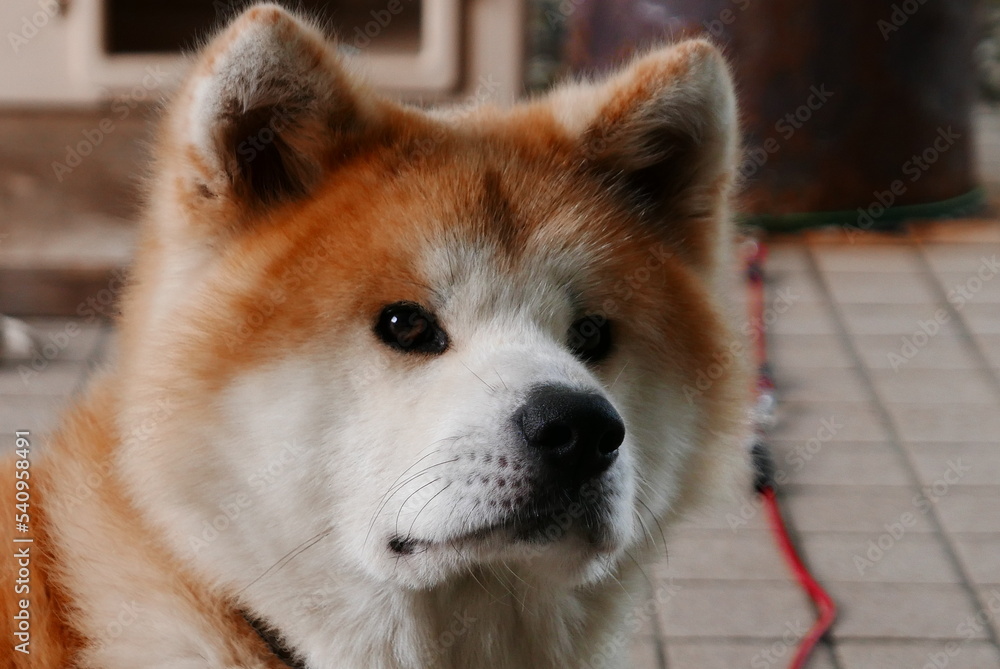The Akita dog, Akitaken is a historic dog breed of large size