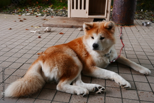 The Akita dog, Akita-ken is a historic dog breed of large size originating from the mountains of northern Japan. 
