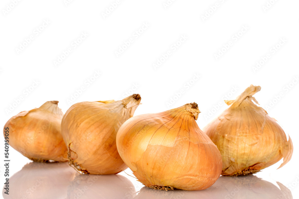 Several organic juicy unpeeled onions, close-up, on a white background.