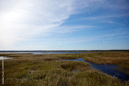 Natural landscape with lake  reed and beautiful sky cvered with clouds  selective focus