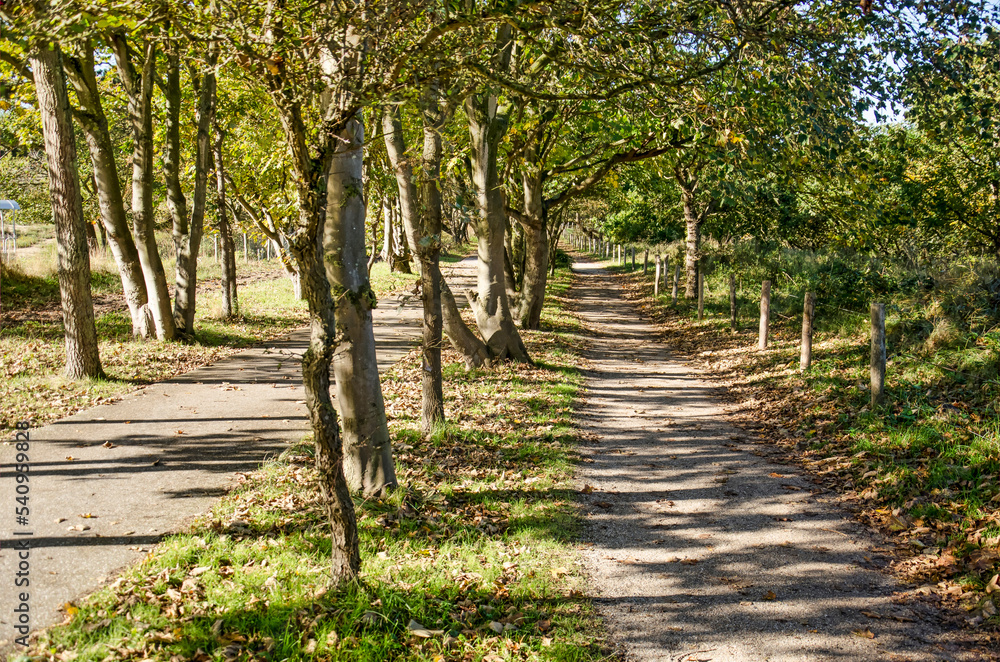 Footpath and bicycle path running parallel through the dunes between The Hague and the Northsea in the Netherlands Footpath and bicycle path running parallel through the dunes between The Hague and the Northsea in the Netherlands