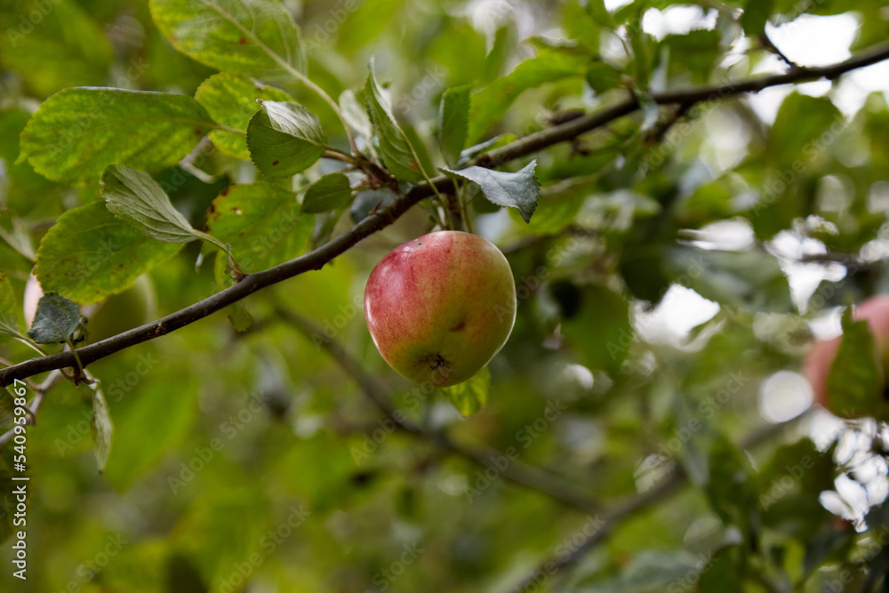 Organic apple higing on the branch of an apple tree, eco products Organic apple higing on the branch of an apple tree, eco products