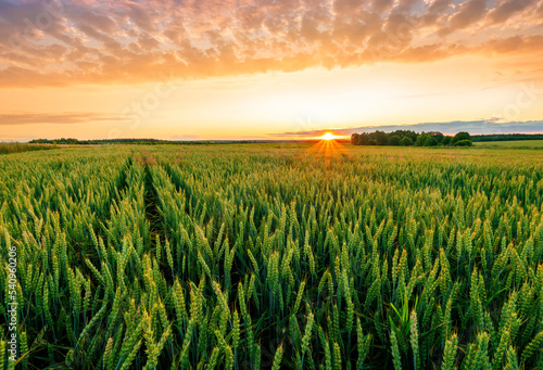 Scenic view at beautiful summer sunset in a wheaten shiny field with golden wheat and sun rays  deep blue cloudy sky and road  rows leading far away  valley landscape